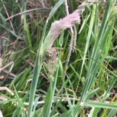 Holcus lanatus (Yorkshire Fog) at Hackett, ACT - 20 Oct 2019 by JaneR