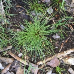 Isolepis cernua (Slender Clubrush) at Hackett, ACT - 20 Oct 2019 by JaneR