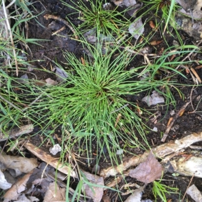 Isolepis cernua (Slender Clubrush) at Hackett, ACT - 20 Oct 2019 by JaneR