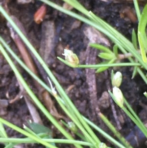 Isolepis cernua at Hackett, ACT - 20 Oct 2019