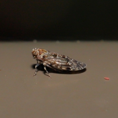 Plectoderini (tribe) (Planthopper) at Acton, ACT - 18 Oct 2019 by TimL