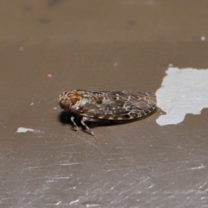 Achilidae sp. (family) at Acton, ACT - 18 Oct 2019 01:58 PM