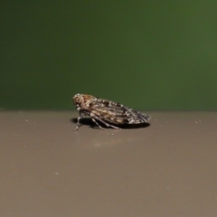 Achilidae sp. (family) at Acton, ACT - 18 Oct 2019 01:58 PM