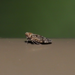 Achilidae sp. (family) at Acton, ACT - 18 Oct 2019 01:58 PM