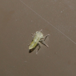 Cicadellidae (family) at Acton, ACT - 18 Oct 2019