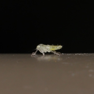 Cicadellidae (family) at Acton, ACT - 18 Oct 2019 01:57 PM