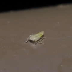 Cicadellidae (family) at Acton, ACT - 18 Oct 2019 01:57 PM