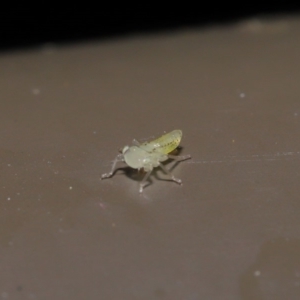 Cicadellidae (family) at Acton, ACT - 18 Oct 2019 01:57 PM