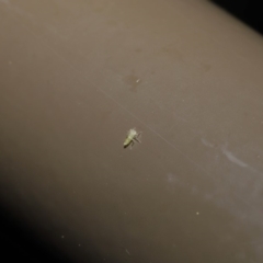 Cicadellidae (family) at Acton, ACT - 18 Oct 2019 01:57 PM