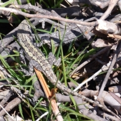 Amphibolurus muricatus (Jacky Lizard) at Black Range, NSW - 20 Oct 2019 by MatthewHiggins