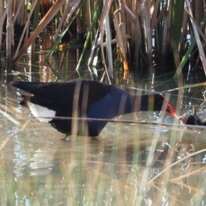 Porphyrio melanotus at Belconnen, ACT - 21 Oct 2019