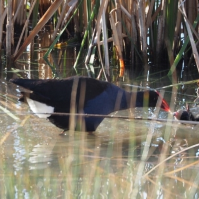 Porphyrio melanotus (Australasian Swamphen) at Belconnen, ACT - 21 Oct 2019 by wombey