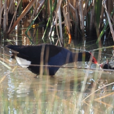 Porphyrio melanotus (Australasian Swamphen) at Belconnen, ACT - 20 Oct 2019 by wombey