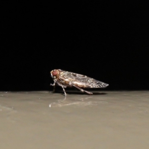 Achilidae sp. (family) at Acton, ACT - 18 Oct 2019