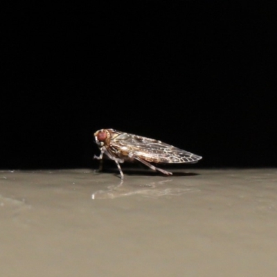 Plectoderini (tribe) (Planthopper) at Acton, ACT - 18 Oct 2019 by TimL