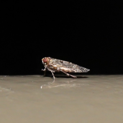 Achilidae sp. (family) (Achilid planthopper) at Acton, ACT - 18 Oct 2019 by TimL