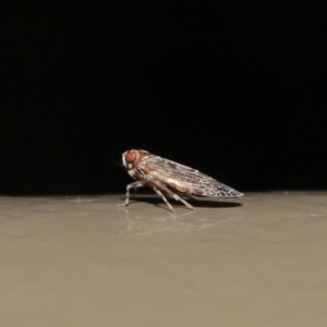 Achilidae sp. (family) at Acton, ACT - 18 Oct 2019