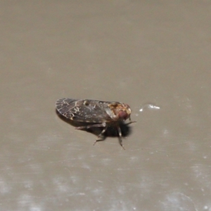 Achilidae sp. (family) at Acton, ACT - 18 Oct 2019