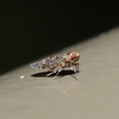 Achilidae sp. (family) at Acton, ACT - 18 Oct 2019