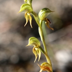 Oligochaetochilus aciculiformis (Needle-point rustyhood) at Tennent, ACT - 12 Oct 2019 by PeterR