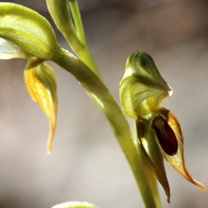 Oligochaetochilus aciculiformis at Tennent, ACT - suppressed