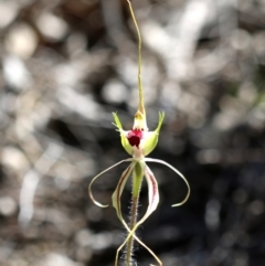 Caladenia atrovespa (Green-comb Spider Orchid) at Tharwa, ACT - 18 Oct 2019 by PeterR