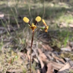 Diuris pardina (Leopard Doubletail) at Wingecarribee Local Government Area - 17 Oct 2019 by BLSHTwo
