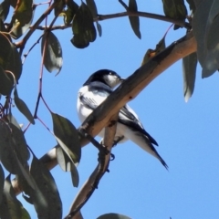 Lalage tricolor (White-winged Triller) at Aranda, ACT - 21 Oct 2019 by KMcCue