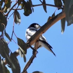 Lalage tricolor at Aranda, ACT - 21 Oct 2019