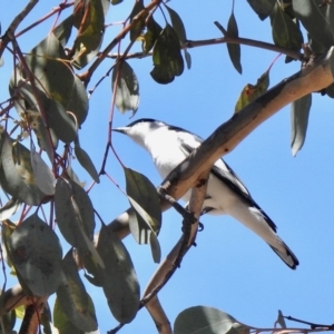 Lalage tricolor at Aranda, ACT - 21 Oct 2019