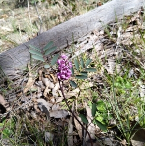 Indigofera australis subsp. australis at Carwoola, NSW - 18 Oct 2019 03:11 PM