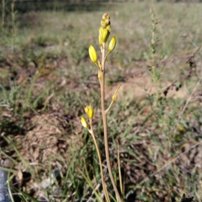 Bulbine bulbosa (Golden Lily, Bulbine Lily) at Carwoola, NSW - 18 Oct 2019 by Zoed