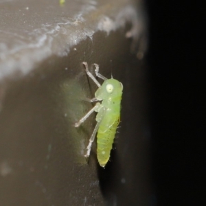 Cicadellidae (family) at Acton, ACT - 18 Oct 2019 02:00 PM