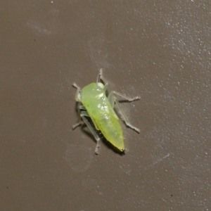 Cicadellidae (family) at Acton, ACT - 18 Oct 2019 02:00 PM