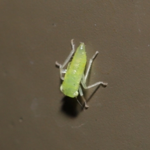 Cicadellidae (family) at Acton, ACT - 18 Oct 2019 02:00 PM