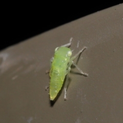 Cicadellidae (family) at Acton, ACT - 18 Oct 2019