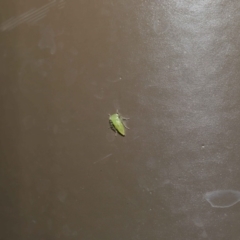 Cicadellidae (family) at Acton, ACT - 18 Oct 2019 02:00 PM