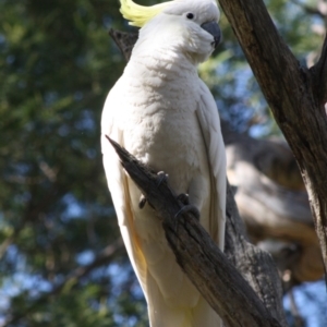 Cacatua galerita at Deakin, ACT - 21 Oct 2019 11:49 AM