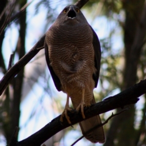 Accipiter fasciatus at Deakin, ACT - 21 Oct 2019