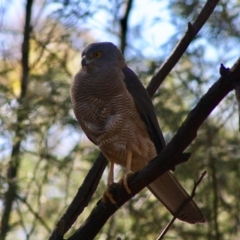 Accipiter fasciatus at Deakin, ACT - 21 Oct 2019