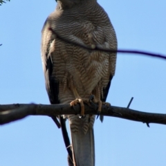 Accipiter fasciatus at Deakin, ACT - 21 Oct 2019