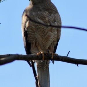 Accipiter fasciatus at Deakin, ACT - 21 Oct 2019