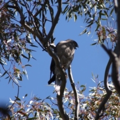 Accipiter fasciatus at Deakin, ACT - 21 Oct 2019