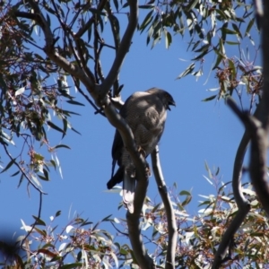 Accipiter fasciatus at Deakin, ACT - 21 Oct 2019