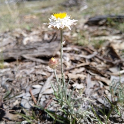 Leucochrysum albicans subsp. tricolor (Hoary Sunray) at Carwoola, NSW - 18 Oct 2019 by Zoed