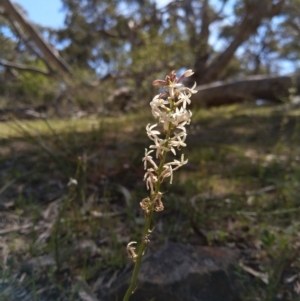 Stackhousia monogyna at Carwoola, NSW - 18 Oct 2019