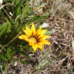 Gazania rigens (Treasure Flower) at Giralang, ACT - 20 Oct 2019 by MichaelMulvaney