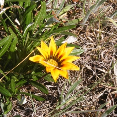 Gazania rigens (Treasure Flower) at Giralang, ACT - 21 Oct 2019 by MichaelMulvaney