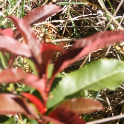 Photinia serratifolia (Chinese Photinia) at McKellar, ACT - 20 Oct 2019 by MichaelMulvaney