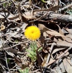 Leptorhynchos squamatus (Scaly Buttons) at Carwoola, NSW - 18 Oct 2019 by Zoed